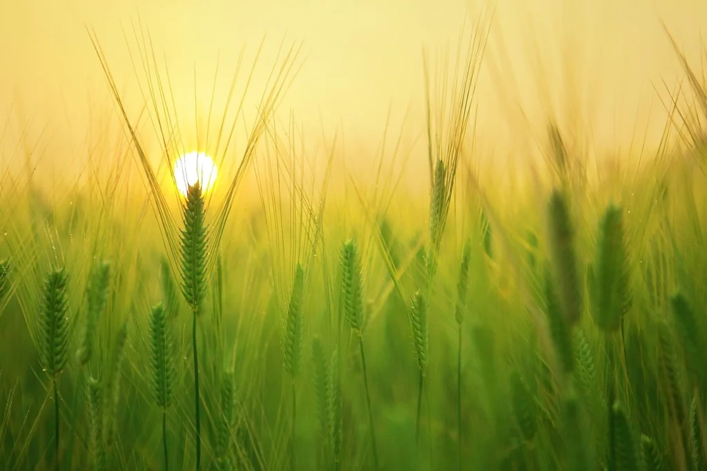 Wheat field 